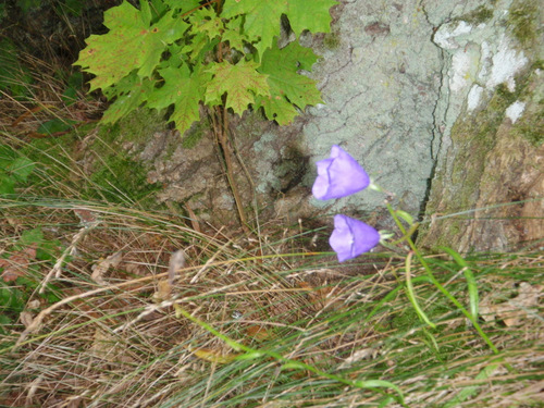 Two huge Blue Bells.